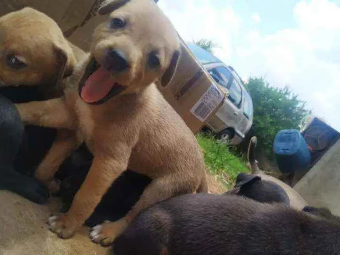 Cachorro ra a Mestiço de fila idade Abaixo de 2 meses nome Sem nome