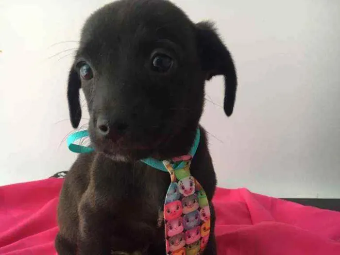Cachorro ra a Vira lata  idade 2 a 6 meses nome Pretinho