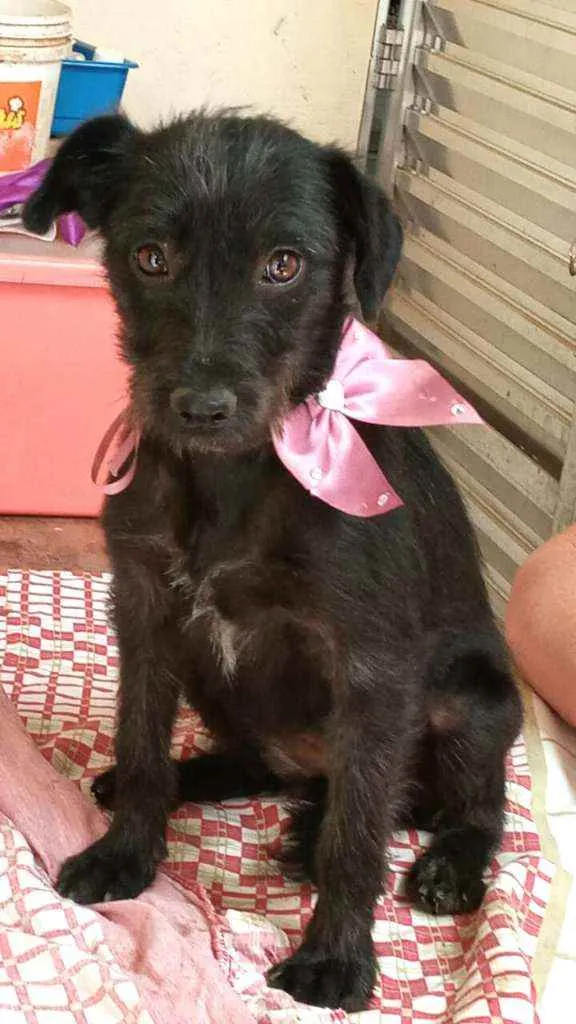Cachorro ra a  idade 1 ano nome Baby