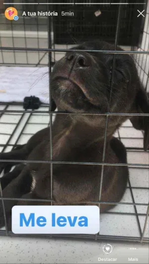 Cachorro raça Vira lata  idade 2 a 6 meses nome Chocolate