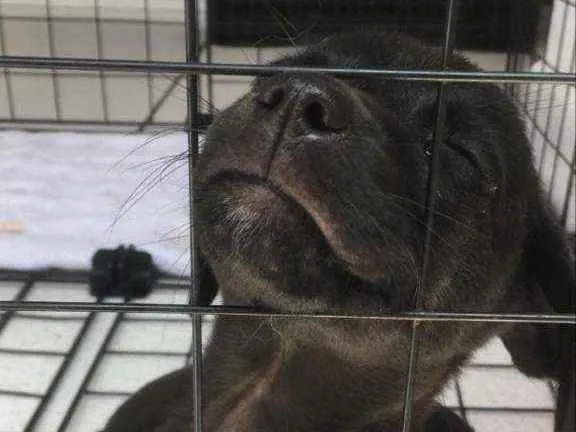 Cachorro ra a Vira lata  idade 2 a 6 meses nome Chocolate