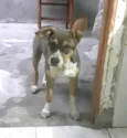 Nicolau (filhote