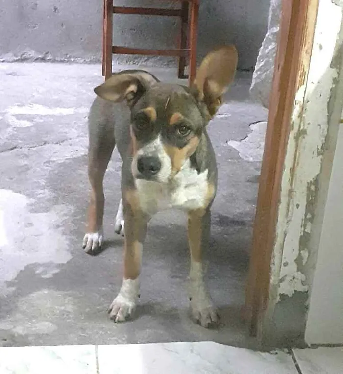 Cachorro ra a Mestiço  idade 2 a 6 meses nome Nicolau (filhote