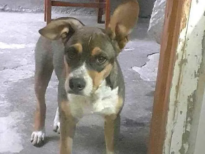 Cachorro ra a Mestiço  idade 2 a 6 meses nome Nicolau (filhote