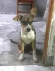 Nicolau (filhote