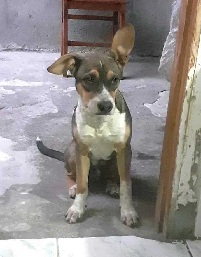 Cachorro ra a Mestiço  idade 2 a 6 meses nome Nicolau (filhote