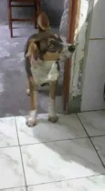 Nicolau (filhote