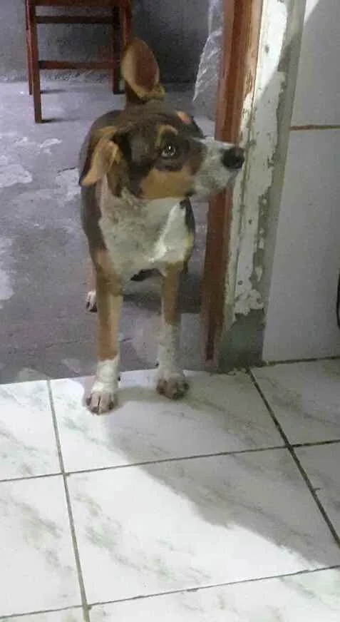 Cachorro ra a Mestiço  idade 2 a 6 meses nome Nicolau (filhote