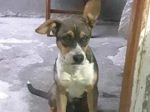 Cachorro raça Mestiço  idade 2 a 6 meses nome Nicolau (filhote 
