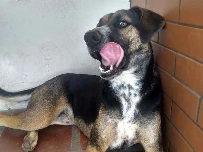 Cachorro ra a Não sei  idade 1 ano nome Filé