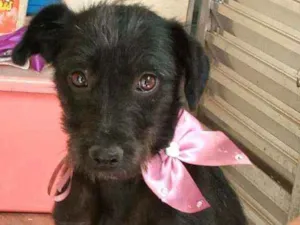 Cachorro raça  idade 1 ano nome Baby 
