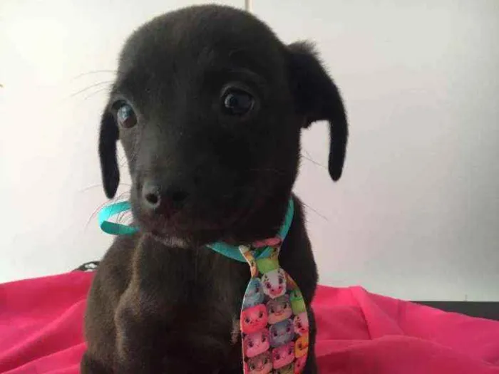 Cachorro ra a Vira lata  idade 2 a 6 meses nome Pretinho