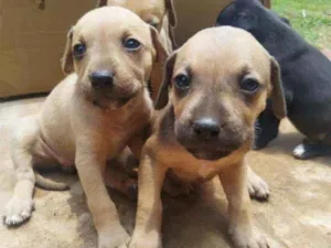 Cachorro raça Mestiço de fila idade Abaixo de 2 meses nome Sem nome