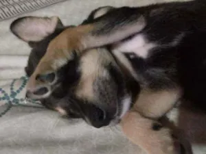 Cachorro raça Srd idade 2 a 6 meses nome Caramelo