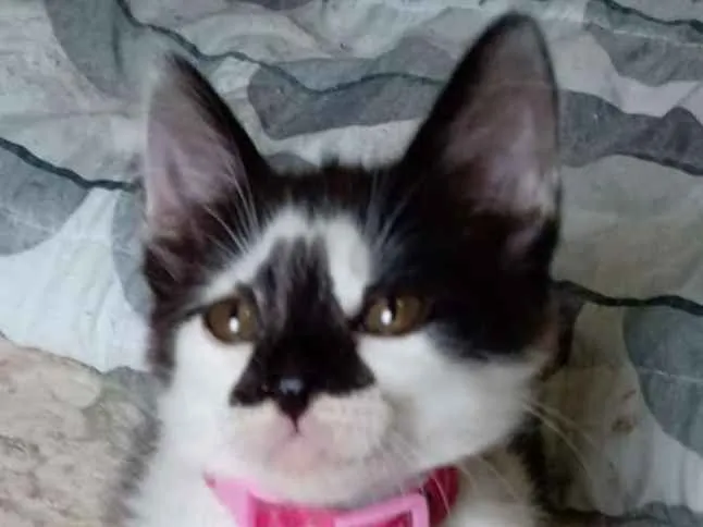 Gato ra a SRD-ViraLata idade Abaixo de 2 meses nome Milena