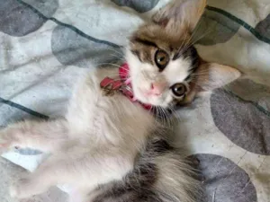 Gato raça SRD-ViraLata idade Abaixo de 2 meses nome Ana Júlia