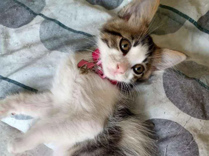 Gato ra a SRD-ViraLata idade Abaixo de 2 meses nome Ana Júlia