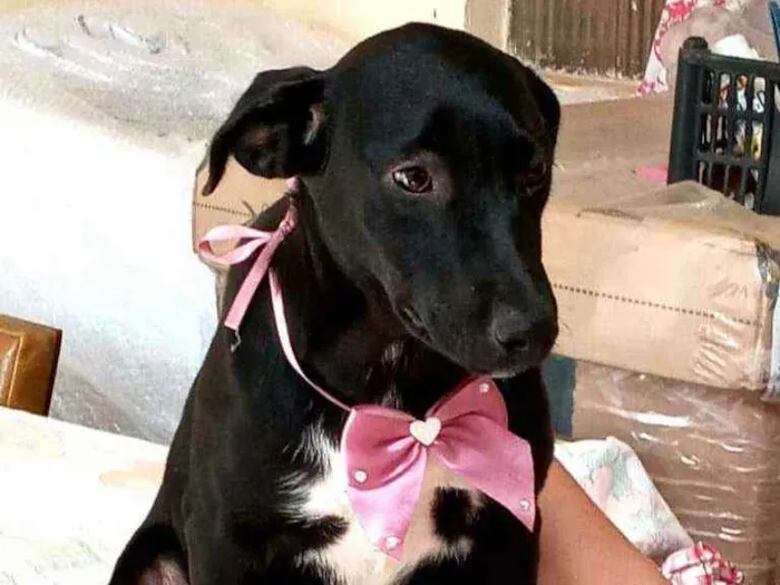 Cachorro raça  idade 1 ano nome Paçoca 