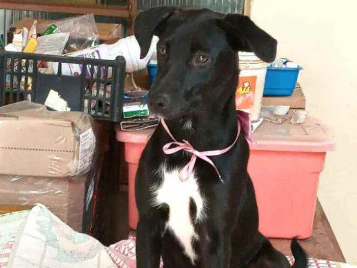 Cachorro raça  idade 1 ano nome Paçoca 