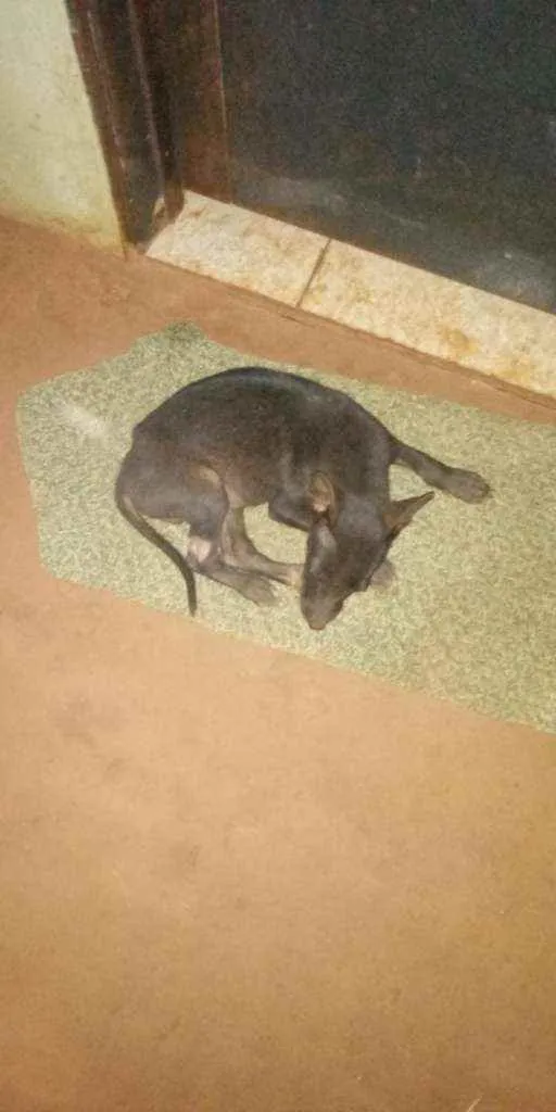 Cachorro ra a SRD idade 2 a 6 meses nome Ainda não têm nome