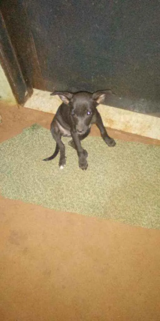 Cachorro ra a SRD idade 2 a 6 meses nome Ainda não têm nome