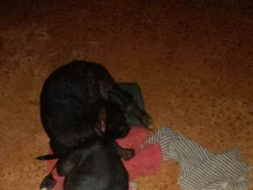 Cachorro ra a SRD idade 2 a 6 meses nome Ainda não têm nome