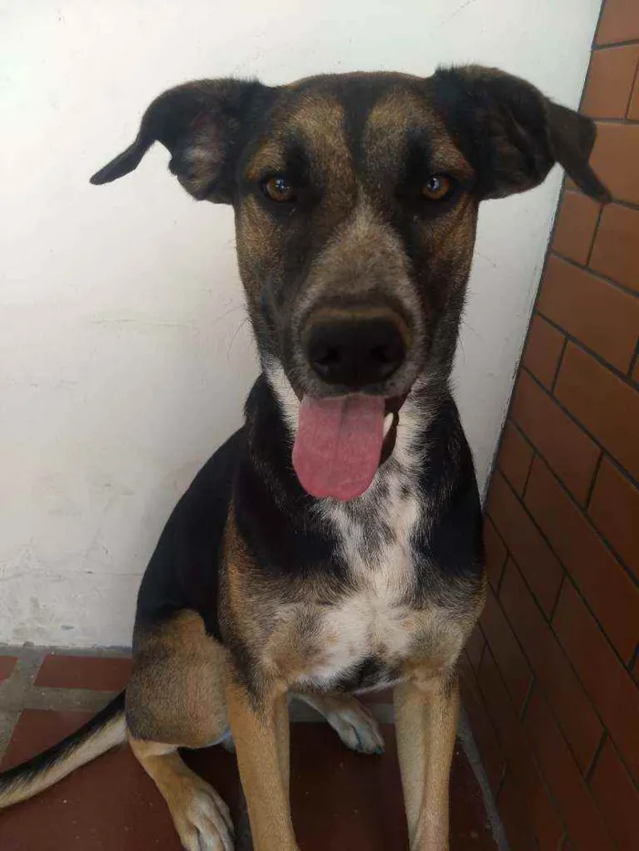 Cachorro ra a Não sei  idade 1 ano nome Filé