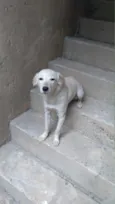 Kiara