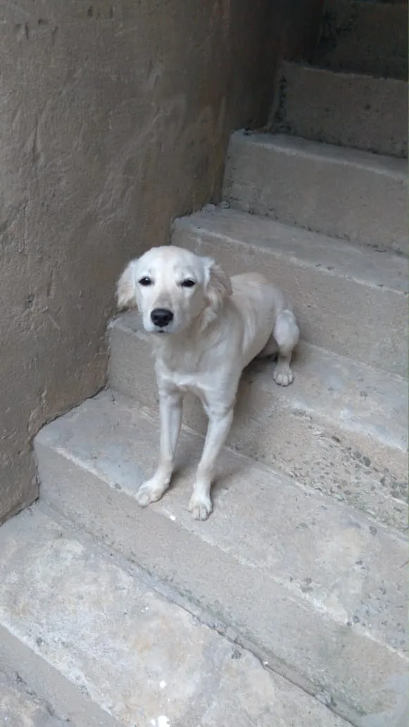 Cachorro raça SRD-ViraLata idade 2 a 6 meses nome Kiara