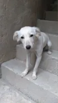 Kiara