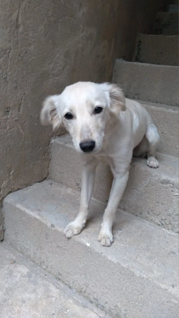 Cachorro raça SRD-ViraLata idade 2 a 6 meses nome Kiara
