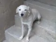 Kiara