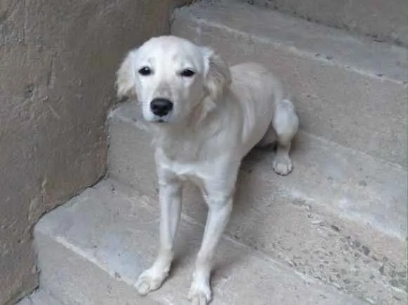 Cachorro raça SRD-ViraLata idade 2 a 6 meses nome Kiara