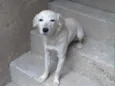 Kiara