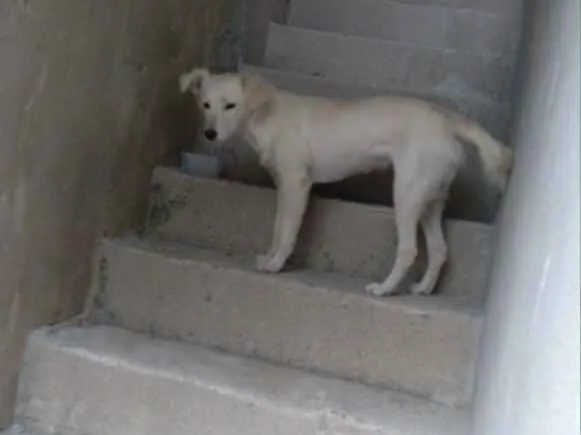 Cachorro raça SRD-ViraLata idade 2 a 6 meses nome Kiara