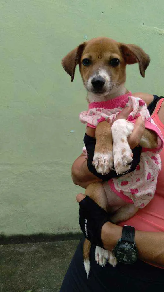 Cachorro ra a Srd idade 2 a 6 meses nome FLOR