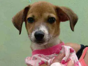 Cachorro raça Srd idade 2 a 6 meses nome FLOR