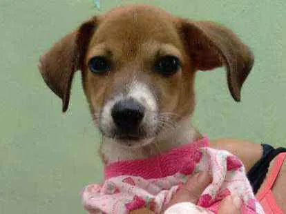 Cachorro ra a Srd idade 2 a 6 meses nome FLOR