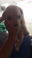 Cachorro raça  idade Abaixo de 2 meses nome sem nome 