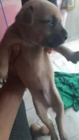 Cachorro raça  idade Abaixo de 2 meses nome sem nome 