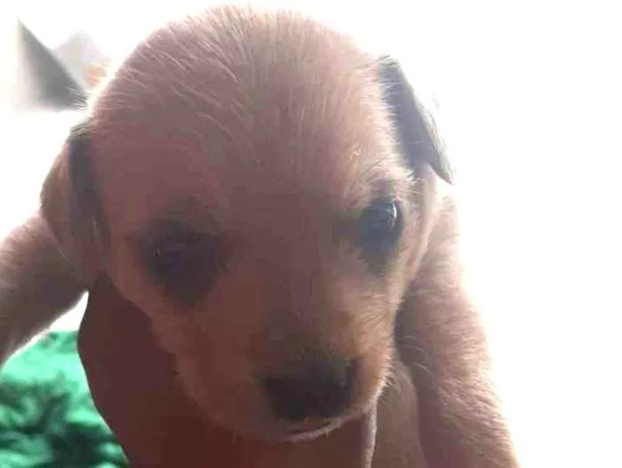 Cachorro raça  idade Abaixo de 2 meses nome sem nome 
