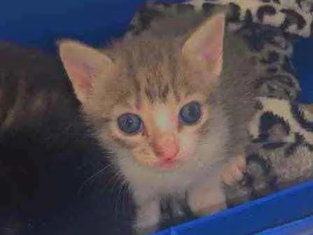 Gato ra a sem raça  idade Abaixo de 2 meses nome não demos nome 