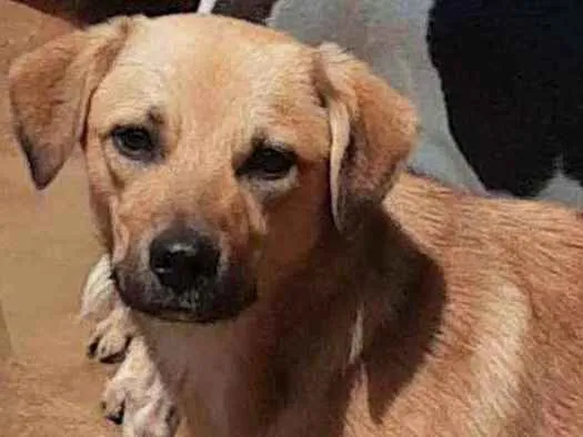 Cachorro ra a std idade 7 a 11 meses nome Bolt