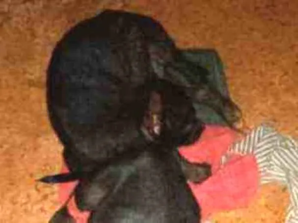 Cachorro ra a SRD idade 2 a 6 meses nome Ainda não têm nome