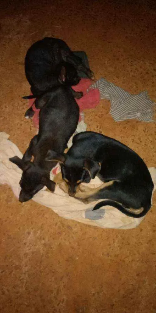 Cachorro ra a SRDpre idade 2 a 6 meses nome Ainda não têm nome