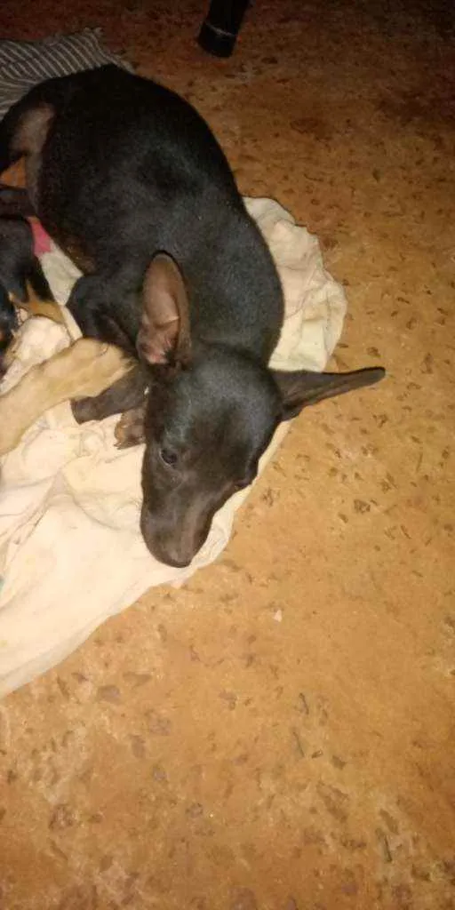 Cachorro ra a SRDpre idade 2 a 6 meses nome Ainda não têm nome