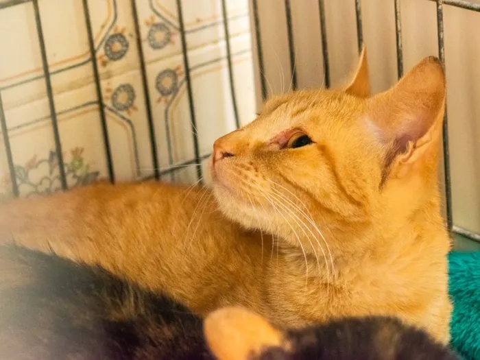 Gato raça SRD idade 7 a 11 meses nome Zelda