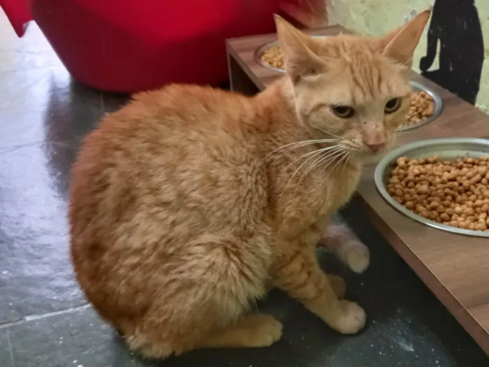 Gato raça SRD idade 7 a 11 meses nome Zelda