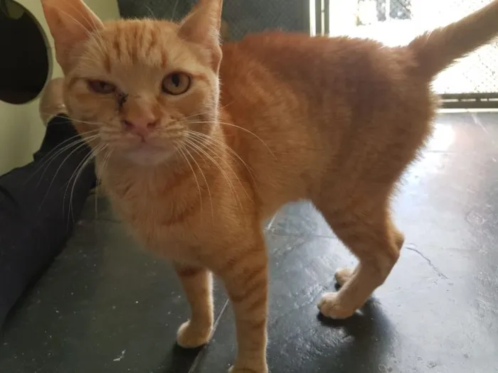 Gato raça SRD idade 7 a 11 meses nome Zelda