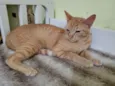 Gato raça SRD idade 7 a 11 meses nome Zelda